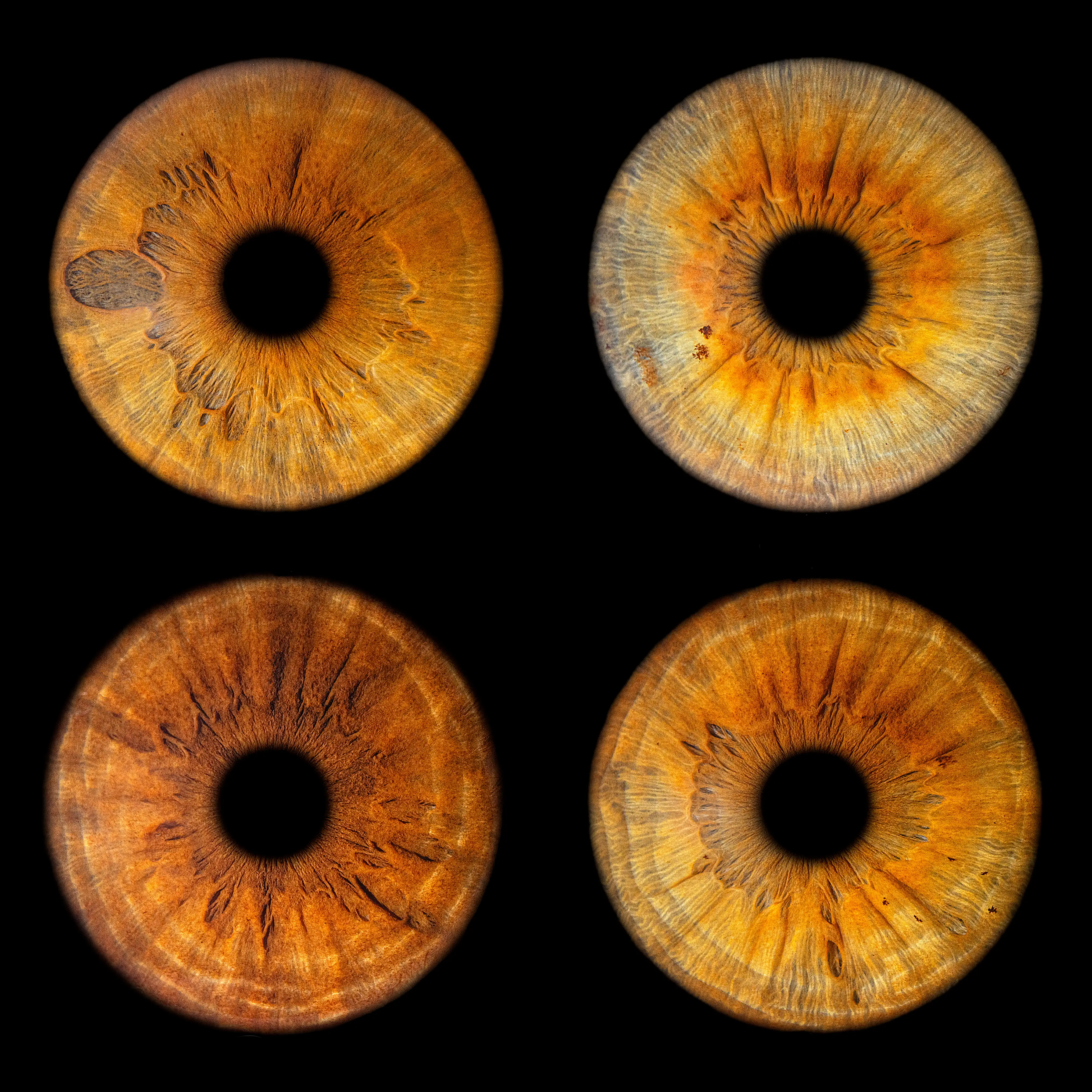 Makrofotografia tęczówki – EYE C U Poznań