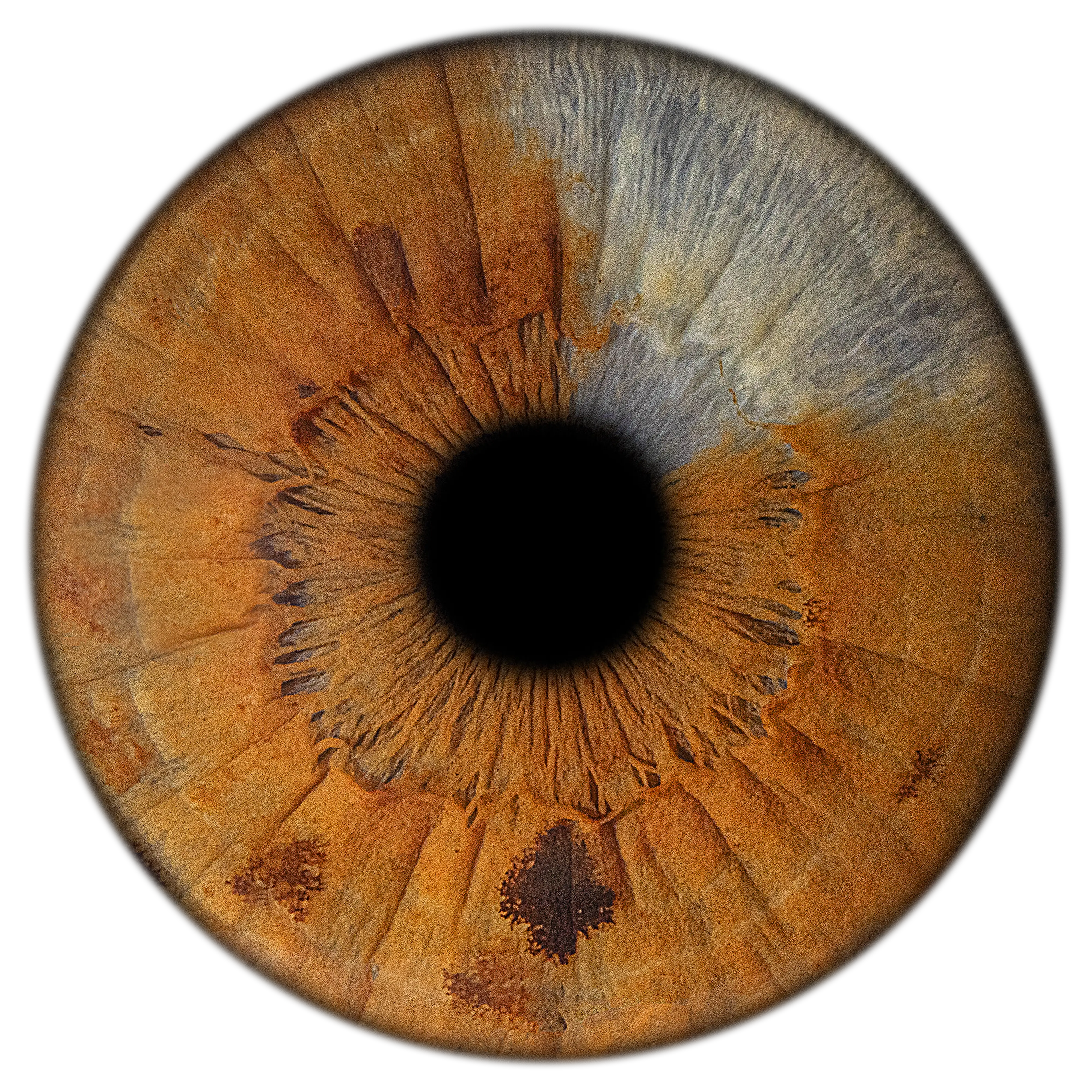 Makrofotografia tęczówki – EYE C U Poznań