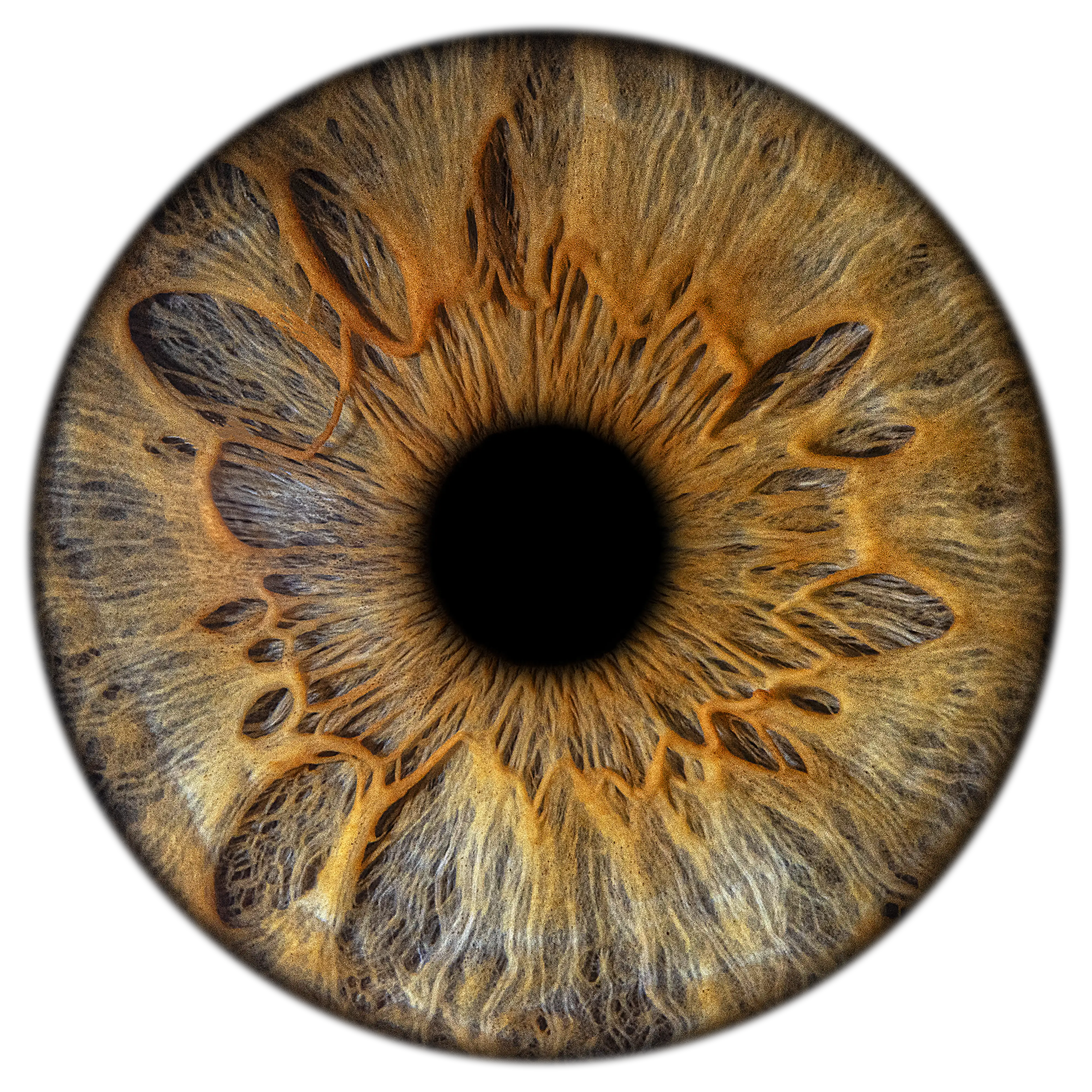 Makrofotografia tęczówki – EYE C U Poznań