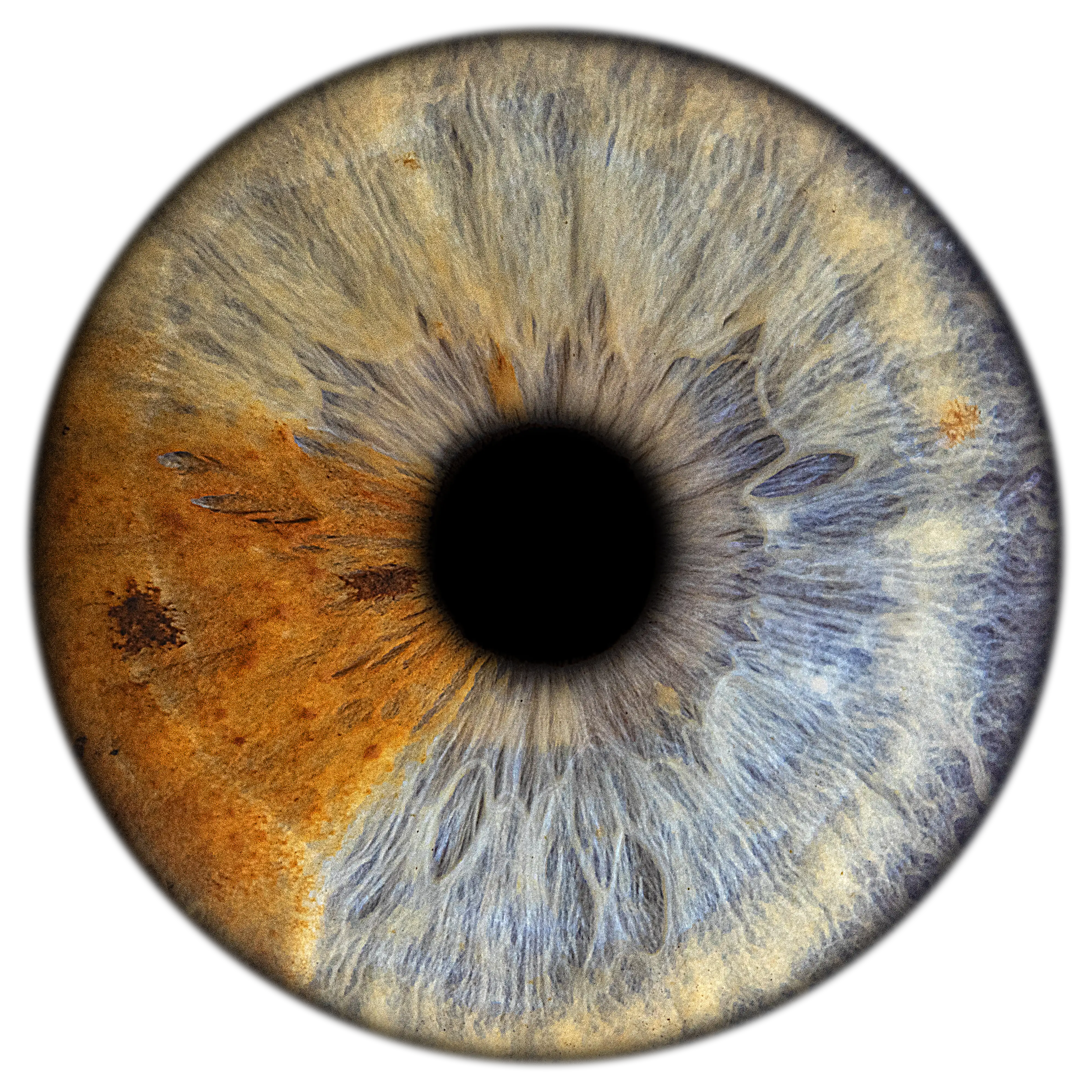 Makrofotografia tęczówki – EYE C U Poznań