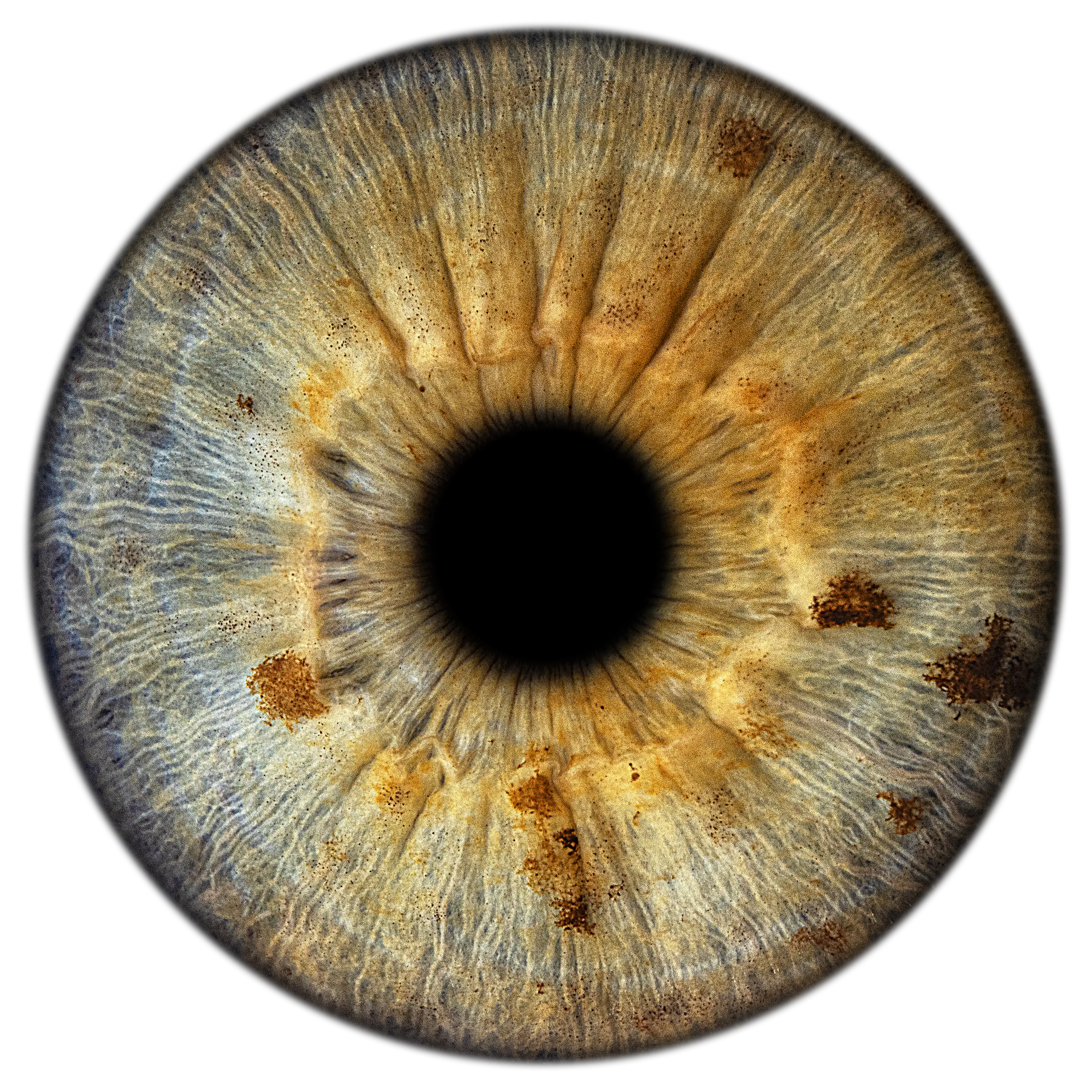 Makrofotografia tęczówki – EYE C U Poznań