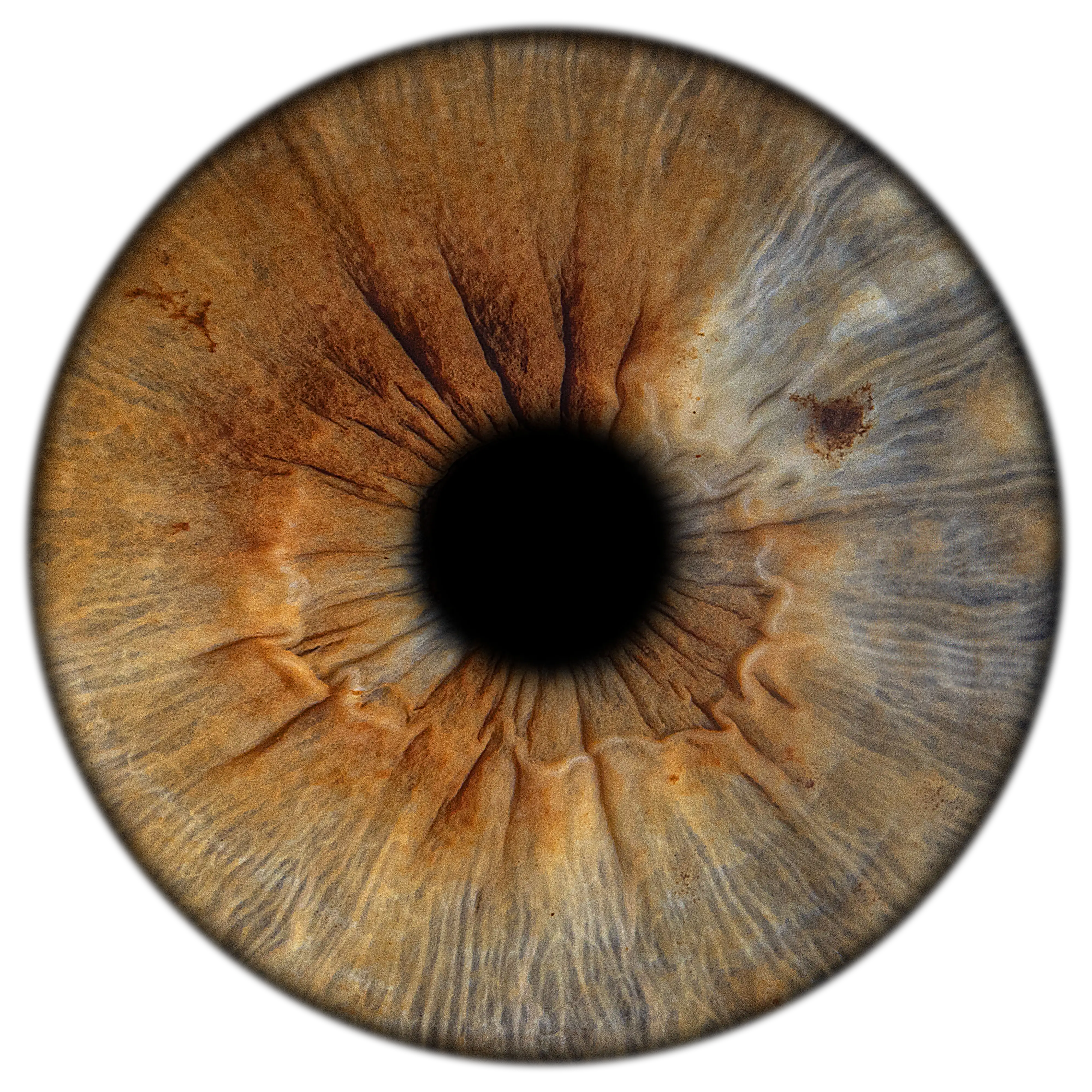 Makrofotografia tęczówki – EYE C U Poznań